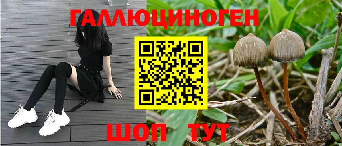 Галлюциногенные грибы MAGIC MUSHROOMS  Галлюциногенные грибы мухоморы  купить наркотики цена  Шадринск  Вход с VPN 
