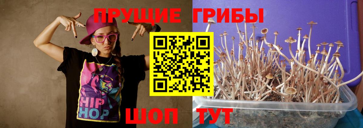 Галлюциногенные грибы прущие грибы  сколько стоит  Шадринск  Галлюциногенные грибы Cubensis 